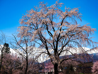 サクラの木と北アルプス