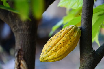 The cacao tree is a plant that can grow and grow well in tropical forests with yellow, oval-shaped...