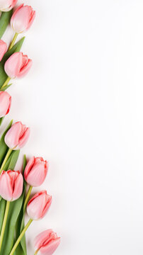 Fototapeta Spring tulip flowers on white background. Greeting for Women's, Mothers Day or spring sale banner
