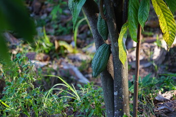 The cacao tree is a plant that can grow and grow well in tropical forests