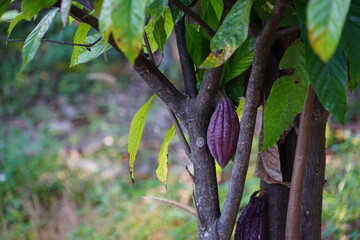 The cacao tree is a plant that can grow and grow well in tropical forests