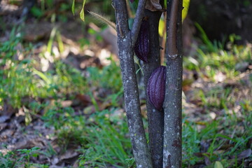 The cacao tree is a plant that can grow and grow well in tropical forests