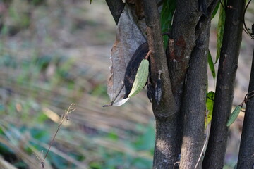 The cacao tree is a plant that can grow and grow well in tropical forests