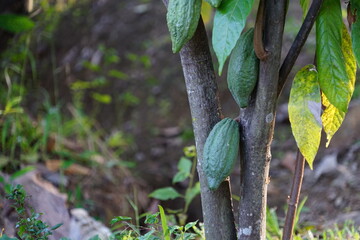 The cacao tree is a plant that can grow and grow well in tropical forests