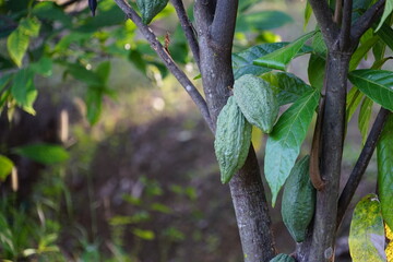 The cacao tree is a plant that can grow and grow well in tropical forests