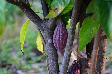 The cacao tree is a plant that can grow and grow well in tropical forests
