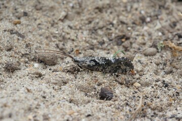 Closeup on a black and white Caddisfly, Agrypnia varia sitting on a stone in the field