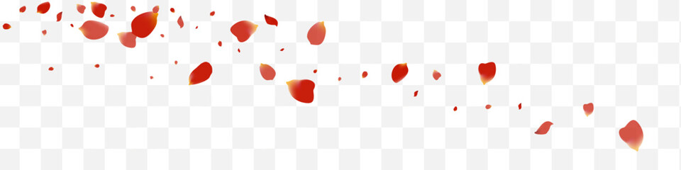 Delicate Sakura Flying Vector White Panoramic