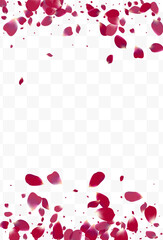 Delicate Flower Japan Vector Transparent