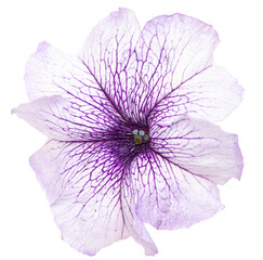 white flower with purple stripes on a white background.