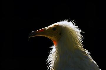 Egyptian vulture (Neophron percnopterus),white scavenger vulture or pharaoh's chicken, portrait of a vulture on a black background. A white vulture on a dark background with a white crest on its head.