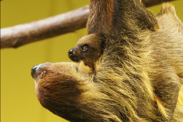 Linnaeus's two-toed sloth (Choloepus didactylus), also known as the southern two-toed or Linne's two-toed sloth or unau, mother and young hanging on a branch. Portrait of two sloths.