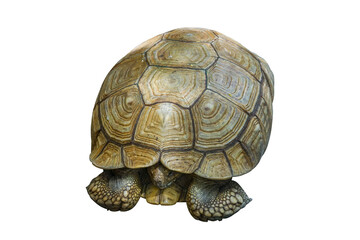turtle isolated 