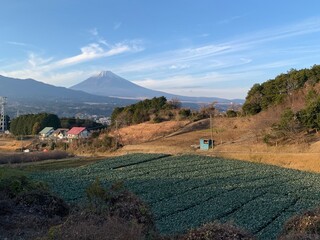 富士山と畑
