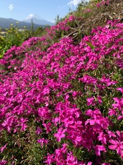 富士山とツツジ