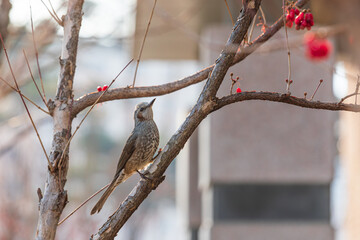 In the cold winter, a jikbakguri is eating mountain milk fruit. brown-eared bulbul, Hypsipetes amaurotis