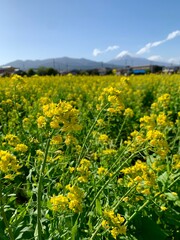 春の富士山と菜の花畑