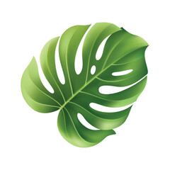 tropical leaf elements