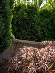 Spinnennetz im Garten in der Morgensonne