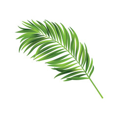 tropical leaf elements