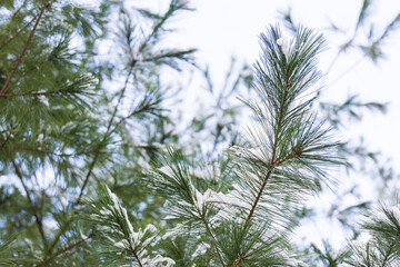 Fototapeta na wymiar Cold winter, snow-covered white pine. Pinus strobus