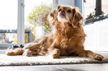 Ein brauner Spaniel-Mischling Hund liegt auf eine weissen Teppich