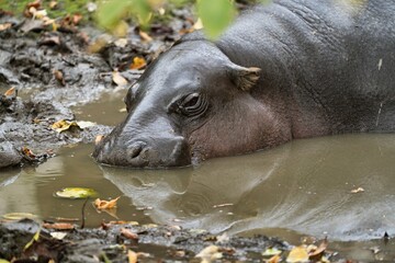 Fototapeta premium Close up photo of The hippopotamus (Hippopotamus amphibius) with reflection in the water. Zoo Dvur Kralove, Czech republic. 