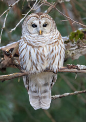 
Barred Owl standing on a tree branch with green background, Quebec, Canada
