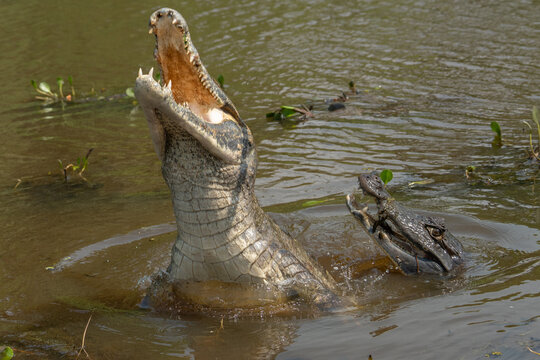 Black kajman Melanosuchus niger south america