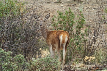 young deer in mofrague national park