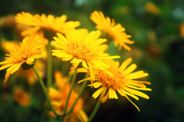 Yellow flowers forest