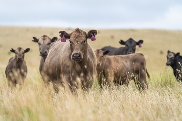 beef cattle grazing on pasture. Grass fed murray grey, angus and specked park in south west Victoria, australia