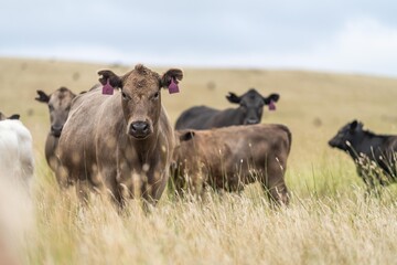 cow in a field, herd of cows in a paddock in a dry summer drought in australia and new zealand - obrazy, fototapety, plakaty