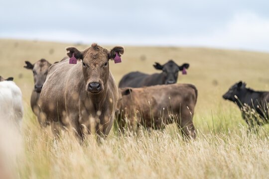 Cow In A Field, Herd Of Cows In A Paddock In A Dry Summer Drought In Australia And New Zealand