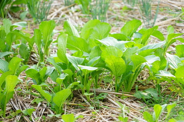 The lettuce tree tree is growing