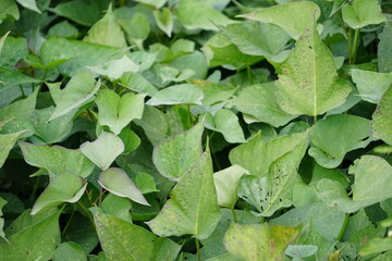close up of a sweet potato in garden