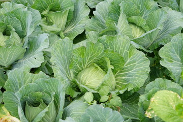 cabbage growing in the garden