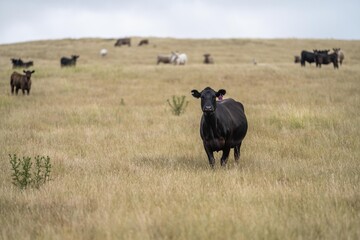 cows eating in a field on farmland on an agricultural farm in springtime in a grass field