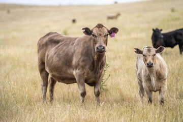 Naklejka na ściany i meble cows in a field on a farm in new zealand