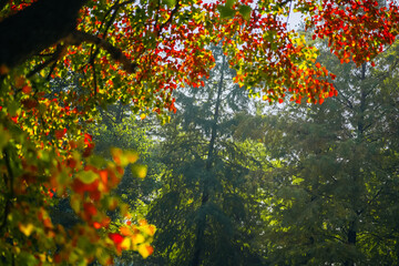 The colorful trees in autumn