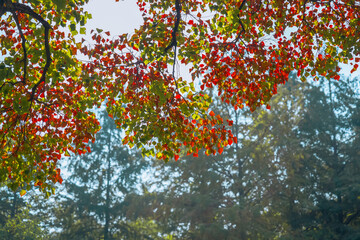 The colorful trees in autumn