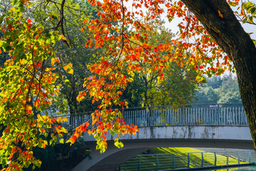 The colorful trees in autumn