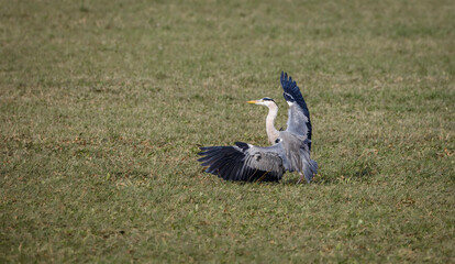 dancing gray heron with wide open wings