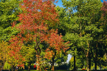 Naklejka premium The colorful trees in autumn