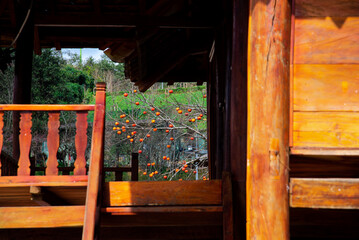 Stairs of traditional wooden stilts house leading to open view with load of persimmon fruits on bare tree winter time in high mountains Northwest, Vietnam, strong symbol of rural country life