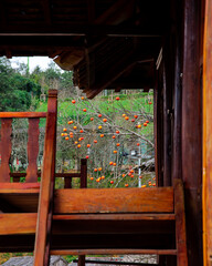 Stairs of traditional wooden stilts house leading to open view with load of persimmon fruits on bare tree winter time in high mountains Northwest, Vietnam, strong symbol of rural country life