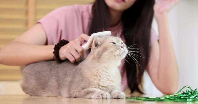 Brushing removes loose and dead hair,reducing the amount of hair that the cat might ingest during self-grooming.This can help minimize hairballs and keep the cat's coat looking sleek.