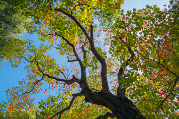 The colorful trees in autumn
