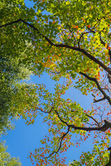 The colorful trees in autumn