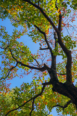 The colorful trees in autumn